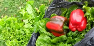 PRO y de TODOS, huerta sin grieta