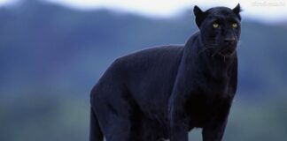 Una historia pequeña