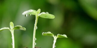 El suelo de la nueva Revolución Verde