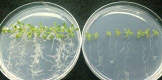 Rumbo a los fertilizantes biológicos