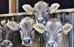 Las vacunas son ajenas