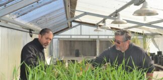 Acuaponía, nutrición y trabajo